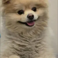 سگ پامر لطفا اگر پیداش کردین خبر بدید مژدگانی داره