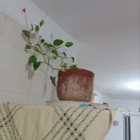 فروش گل ها|گل و گیاه طبیعی|هشتگرد, هشتگرد قدیم|دیوار