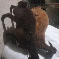بره نر فروشی