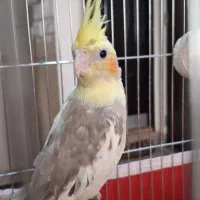 جوجه عروس هلندی دوکت|پرنده|قم, قلعه یزدیها|دیوار