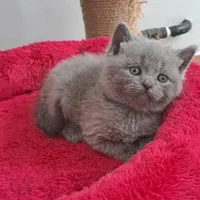 بچه گربه پرشین اسکاتیش بریتیش irancats|گربه|رشت, انصاری|دیوار