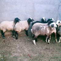 میش و بر ماده دورگ شال و افشار