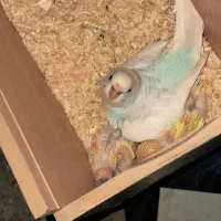 مرغ عشق|پرنده|بندر ماهشهر, |دیوار