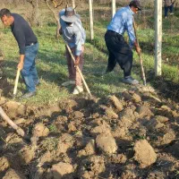 کارگر بیل زنی باغ و باغبانی