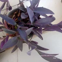 نخل مرداب کاکتوس چند نوع|گل و گیاه طبیعی|تهران, علی‌آباد|دیوار