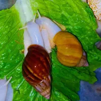 حلزون آلبینو(از ۱۲ظهر به بعدتماس بگیرید)