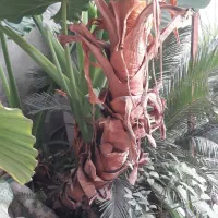 گل طبیعی بابا آدم|گل و گیاه طبیعی|آمل, |دیوار