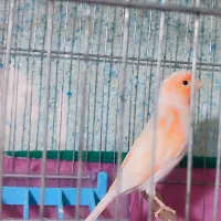 قناری نر|پرنده|سنندج, |دیوار