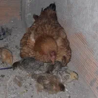 مرغ جوجه دار