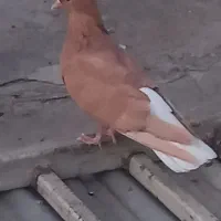 پرنده کبوترماده زرد دمسفید
