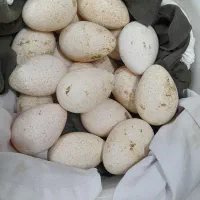 تخم بوقلمون