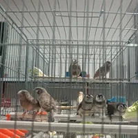 فنچ جغدی و گلو بریده و کراواتی