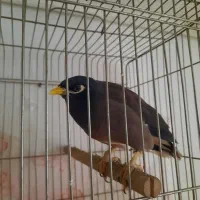 فروش مرغ مینا