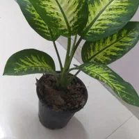 گل‌های آپارتمانی قیمت مناسب|گل و گیاه طبیعی|اصفهان, سرچشمه|دیوار