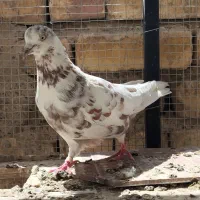 یجفت کبوتر قلمکار نر و ماده آماده جفتن کار داده|پرنده|اصفهان, عاشق‌آباد|دیوار