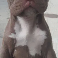 واگذاری پینتول