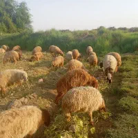 60راس گوسفند بفروش می رسد