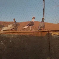 کبوتر