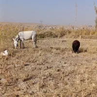 خره ۴ساله جوان آروم ماله گوسفند