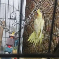 عروس هلندی|پرنده|تاکستان, |دیوار