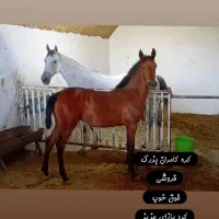 اسب مادیان کرد|اسب و تجهیزات اسبسواری|بوشهر, |دیوار