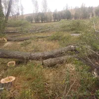 خریدار چوب خشک و تر|خدمات باغبانی و درختکاری|نیر (اردبیل), |دیوار