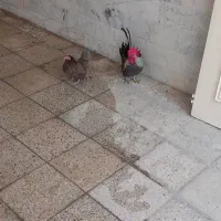 خروس و مرغ چینی