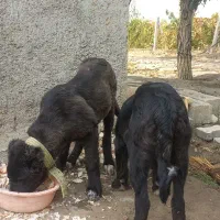 توله سگ گمشده|حیوانات|ارومیه, |دیوار