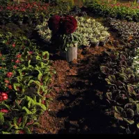 باغبان