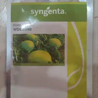بذر هندوانه