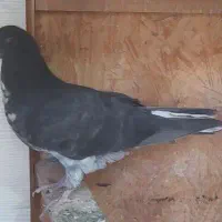 کبوتر|پرنده|تهران, شهرک کوهسار|دیوار