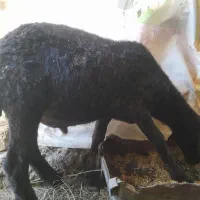 دوتا بره نر