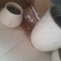 کبوتر کفتر جفت با تخم