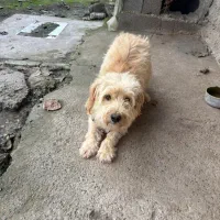 واگذاری سگ پشمالو|سگ|کوچصفهان, |دیوار