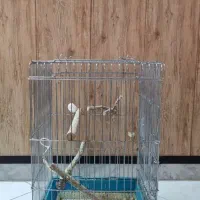 قفس پرنده و عروس هلندی