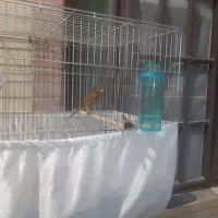 قناری نر سرخ.