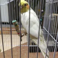 عروس هلندی ماده|پرنده|مراغه, |دیوار