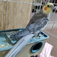 عروس هلندی نر