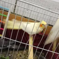 پرنده انواع عروس هلندی..|پرنده|کارون, |دیوار