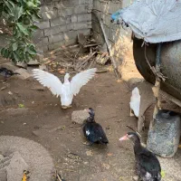 فروش اردک نر و ماده