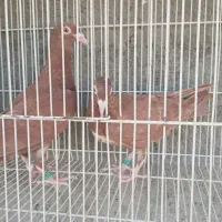 دوتا جوجه سرخ قلدور