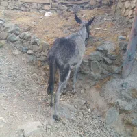 خرنر|حیوانات مزرعه|کلاترزان, |دیوار