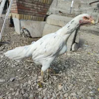 لاری، مرغ ،جوجه خروس