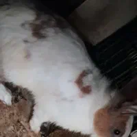 خرگوش|موش و خرگوش|کرمانشاه, |دیوار