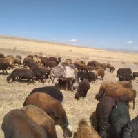 الاق الاغ ماده یا خر معاوضه با گوسفند یا بره ماده|حیوانات مزرعه|صائین قلعه, |دیوار