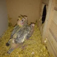 فروش جوجه عروس هلندی