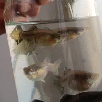 فروش ماهی گوپی نژاد های مختلف|ماهی|نیشابور, شهرآرا|دیوار