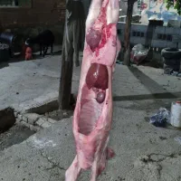 یک لاشه گوشت بره نر سبک