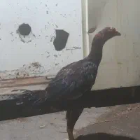 جا نگهداری ندارم