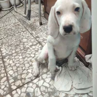 شاه توله پوینتر